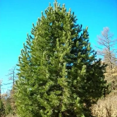 Сосна кедровая сибирская  Сосна кедровая сибирская в Самаре