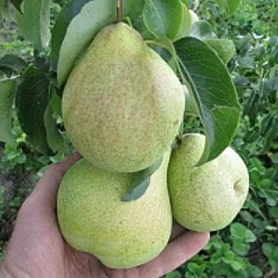 Груша КУДЕСНИЦА в Самаре