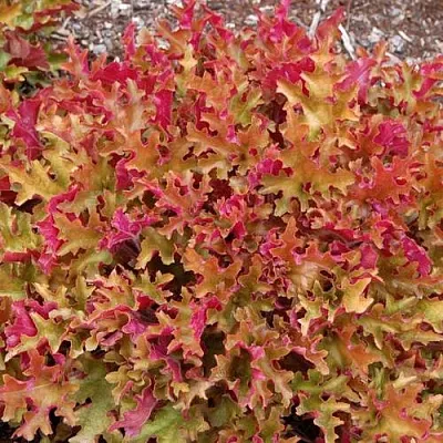 Гейхера МАРМЕЛАД в Самаре