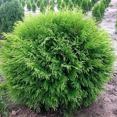 Туя ЛИТЛ ЧЕМПИОН западная  Туя ЛИТЛ ЧЕМПИОН западная в Самаре