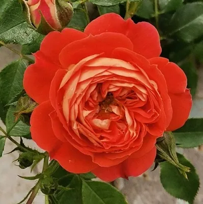 Саженцы роз СТАРЛЕТ РОУЗ КАРМЕН плетистая  Саженцы роз СТАРЛЕТ РОУЗ КАРМЕН плетистая в Самаре