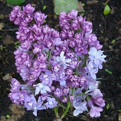 Сирень НАДЕЖДА  Сирень НАДЕЖДА в Самаре