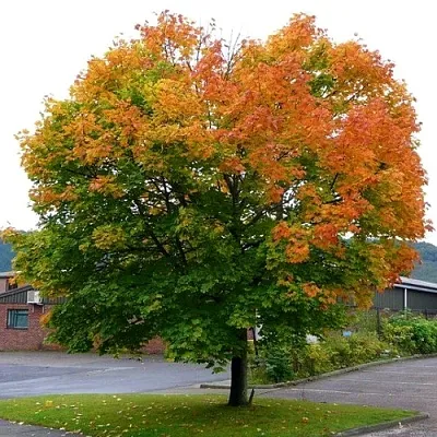 Клен остролистный в Самаре