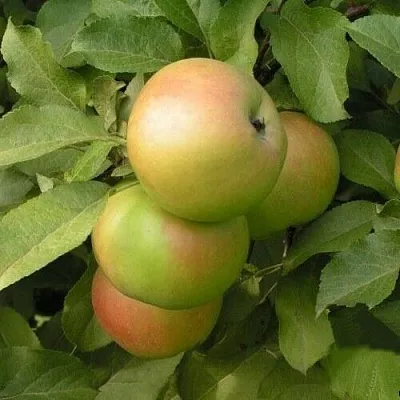 Яблоня ВЕРБНОЕ в Самаре