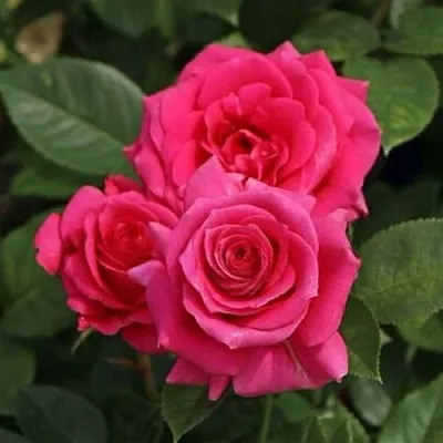 Саженцы роз ЛАВ ЛЕТТЕР флорибунда  Саженцы роз ЛАВ ЛЕТТЕР флорибунда в Самаре