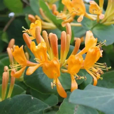 Жимолость ТЕЛЬМАНА в Самаре