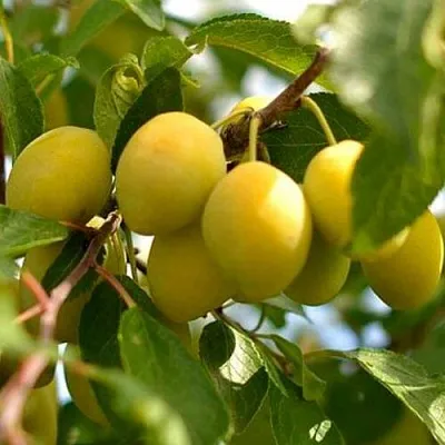 Слива ОЧАКОВСКАЯ ЖЕЛТАЯ в Самаре