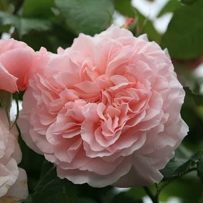 Саженцы роз РОЗ ДЕ ТОЛБИАК плетистая в Самаре