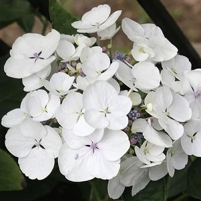 Гортензия ЛИБЕЛЛЕ крупнолистная в Самаре