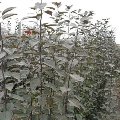 Подвой яблони 54-118  Подвой яблони 54-118 в Самаре