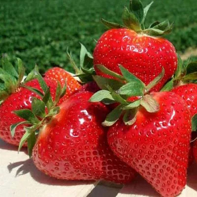 Клубника ДЖОЛИ в Самаре