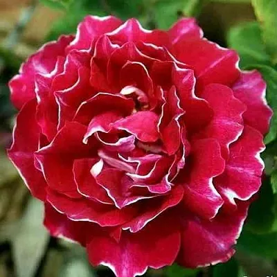 Саженцы роз БАРОН ЖИРО ДЕ ЛЕН ремонтантная в Самаре