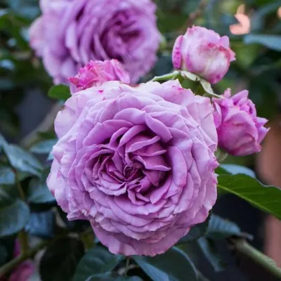 Саженцы роз СИЛЬВЕР КВИК плетистая — описание сорта Саженцы роз СИЛЬВЕР КВИК плетистая в Самаре