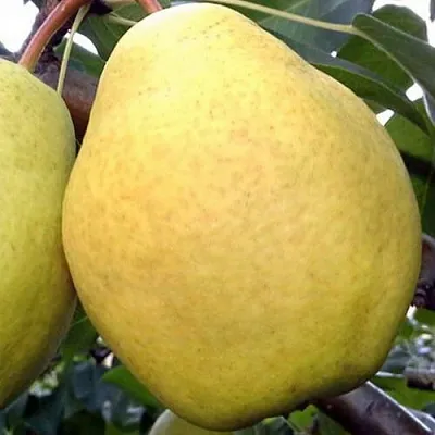 Груша ОСЕННИЙ ВЕЛИКАН в Самаре