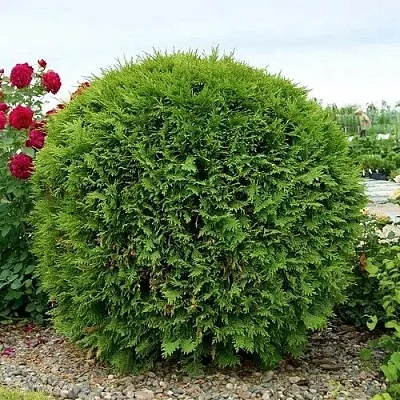 Туя ВУДВАРДИ западная  Туя ВУДВАРДИ западная в Самаре