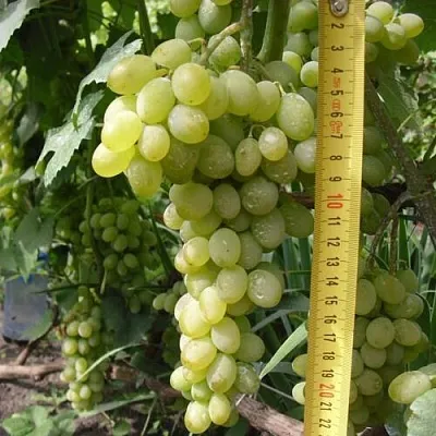 Виноград АНАНАСНЫЙ РАННИЙ в Самаре