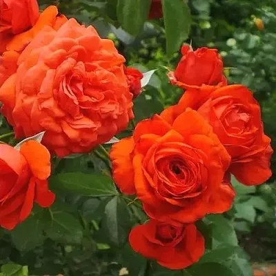 Саженцы роз МАЙНТАУЭР плетистая в Самаре