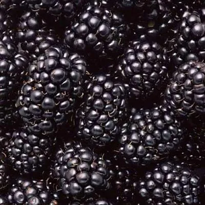 Ежевика ОРКАН бесшипная  Ежевика ОРКАН бесшипная в Самаре