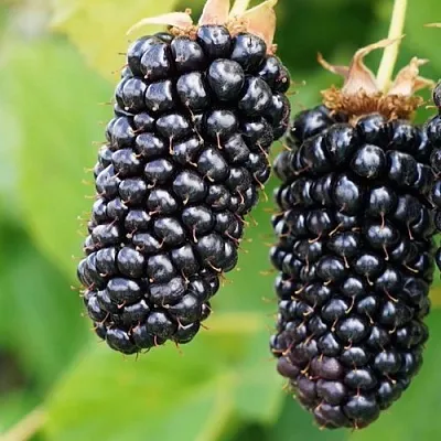 Ежевика КОЛАМБИЯ ГИГАНТ бесшипная  Ежевика КОЛАМБИЯ ГИГАНТ бесшипная в Самаре