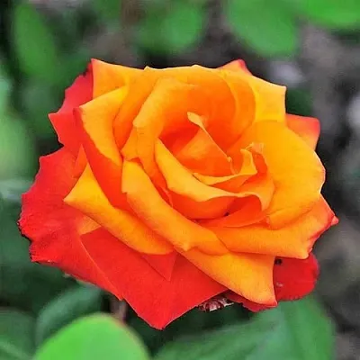 Саженцы роз ТЕМПИ МОДЕРНИ чайно-гибридная в Самаре