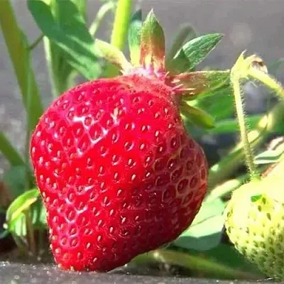 Клубника ХОНЕЙ в Самаре