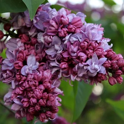 Сирень П.П.КОНЧАЛОВСКИЙ  Сирень П.П.КОНЧАЛОВСКИЙ в Самаре