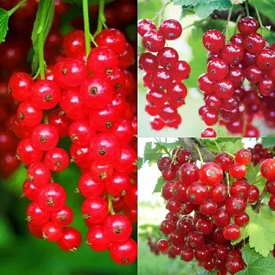 Комплект КРАСНЫЙ УРОЖАЙ в Самаре