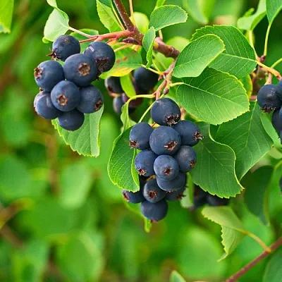 Ирга КОЛОСИСТАЯ в Самаре