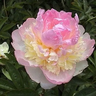 Пион РАСБЕРРИ САНДЕЙ травянистый  Пион РАСБЕРРИ САНДЕЙ травянистый в Самаре