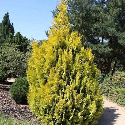 Туя СТОУНХАМ ГОЛД складчатая  Туя СТОУНХАМ ГОЛД складчатая в Самаре