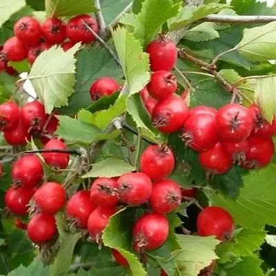 Боярышник СВАЯК  Боярышник СВАЯК в Самаре