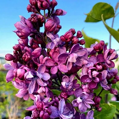 Сирень ВИОЛЕТТА  Сирень ВИОЛЕТТА в Самаре