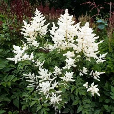 Астильба ДОЙЧЛАНД японская в Самаре