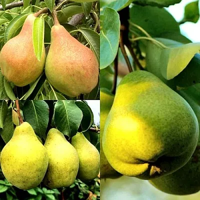 Комплект НАСТОЯЩИЙ ВОСТОРГ в Самаре