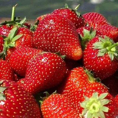 Клубника ПИРЧИНКЬЮ в Самаре