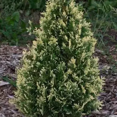 Туя БРАБАНТ ВАРИЕГАТТА западная — описание сорта Туя БРАБАНТ ВАРИЕГАТТА западная в Самаре