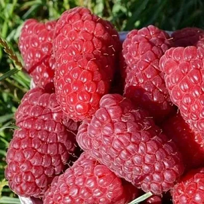 Малина САМОСВАЛ в Самаре