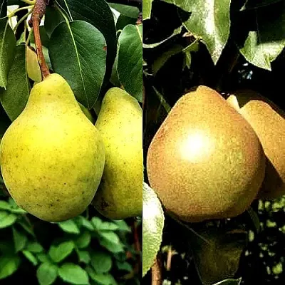 Комплект ДУЭТ в Самаре