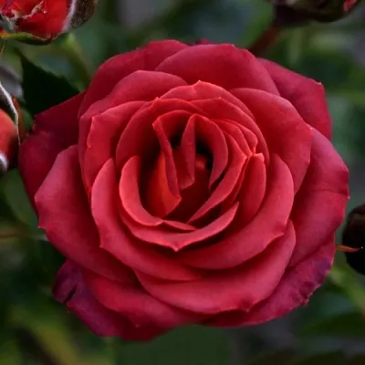 Саженцы роз ЧОКОЧИНО спрей в Самаре