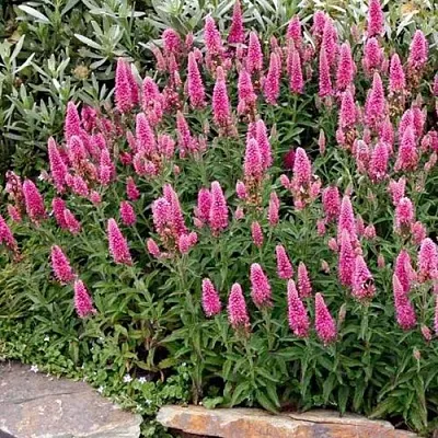 Вероника РОЗЕА колосковая в Самаре