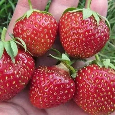 Клубника ВИМА ЗАНТА в Самаре