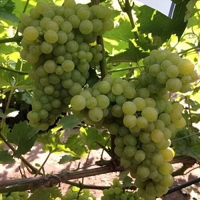 Виноград КИШМИШ 311 в Самаре