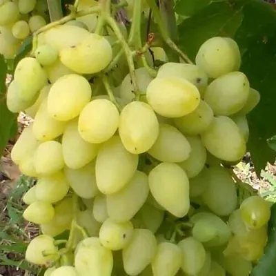 Виноград ЗАРНИЦА в Самаре