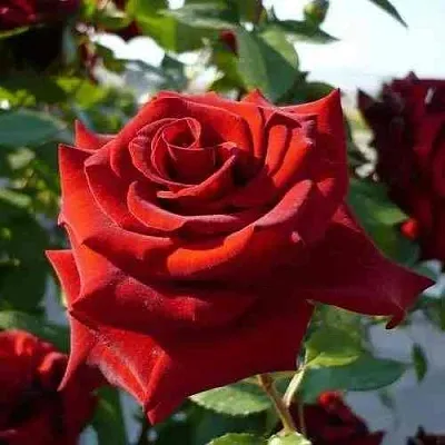 Саженцы роз РЕД КУИН чайно-гибридная в Самаре