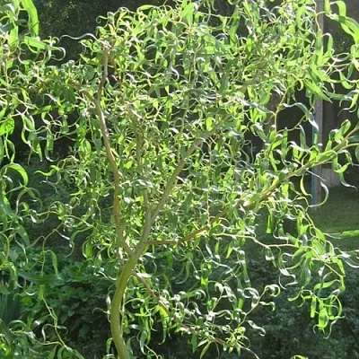 Ива МАТСУДАНА в Самаре