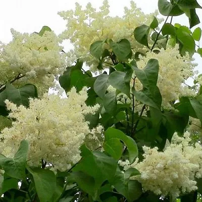 Сирень АМУРСКАЯ  Сирень АМУРСКАЯ в Самаре