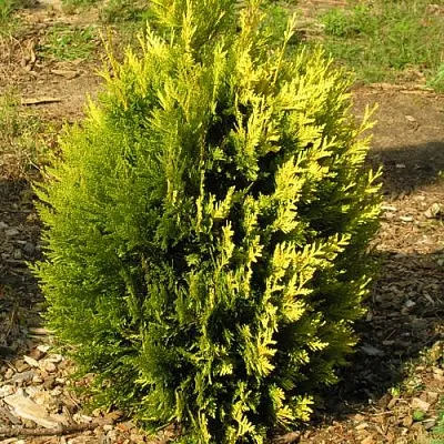 Туя КОППЕР ГОЛД западная  Туя КОППЕР ГОЛД западная в Самаре