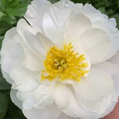 Пион ДУБЛИН травянистый  Пион ДУБЛИН травянистый в Самаре