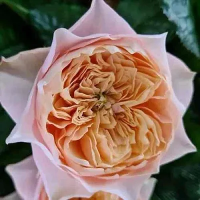 Саженцы роз ВУВУЗЕЛА РОМАНТИК чайно-гибридная в Самаре