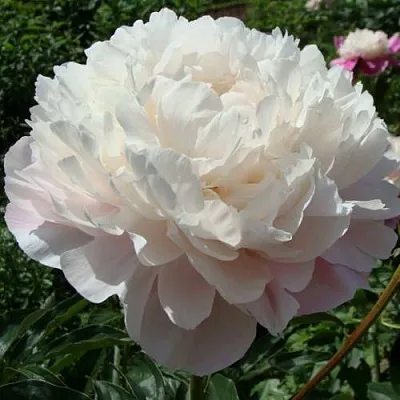 Пион ВОГ травянистый  Пион ВОГ травянистый в Самаре